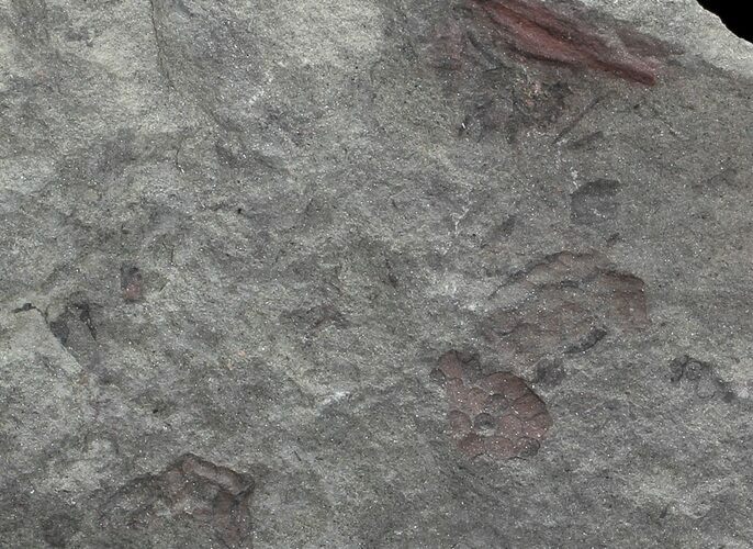 Plate Of Devonian Plant (Zosterophyllum) Fossils - Scotland #66687
